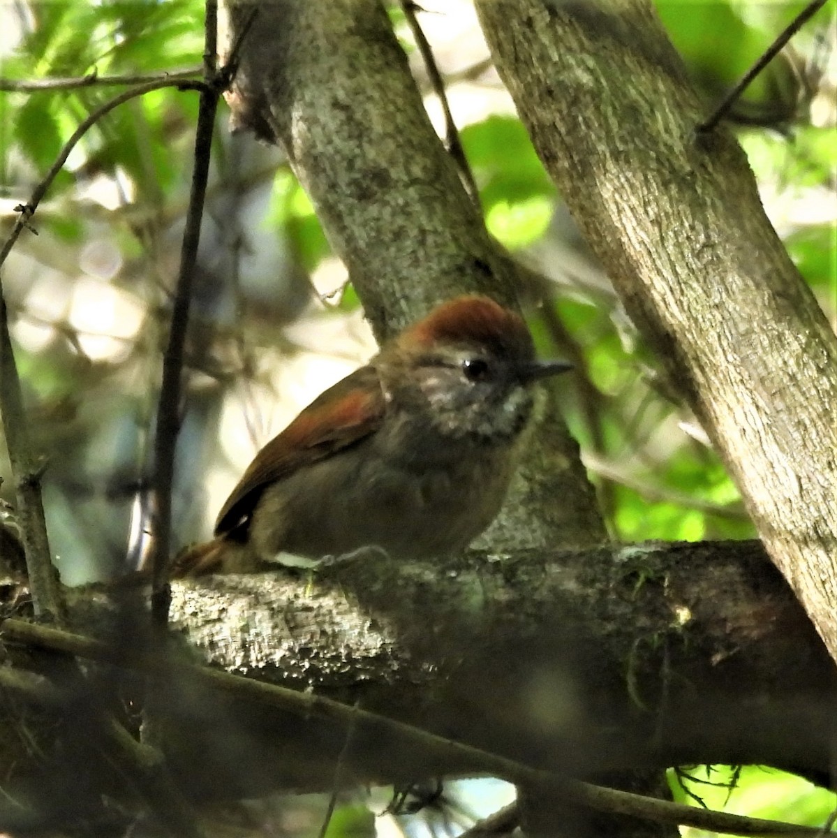 Azara's Spinetail - ML645841853