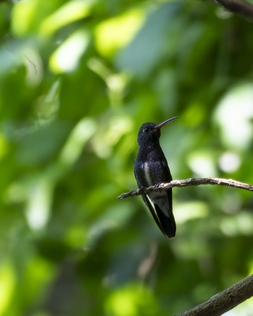 kolibřík safírový - ML645841861