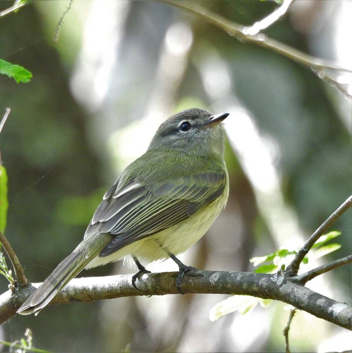 Greenish Elaenia - ML645841864