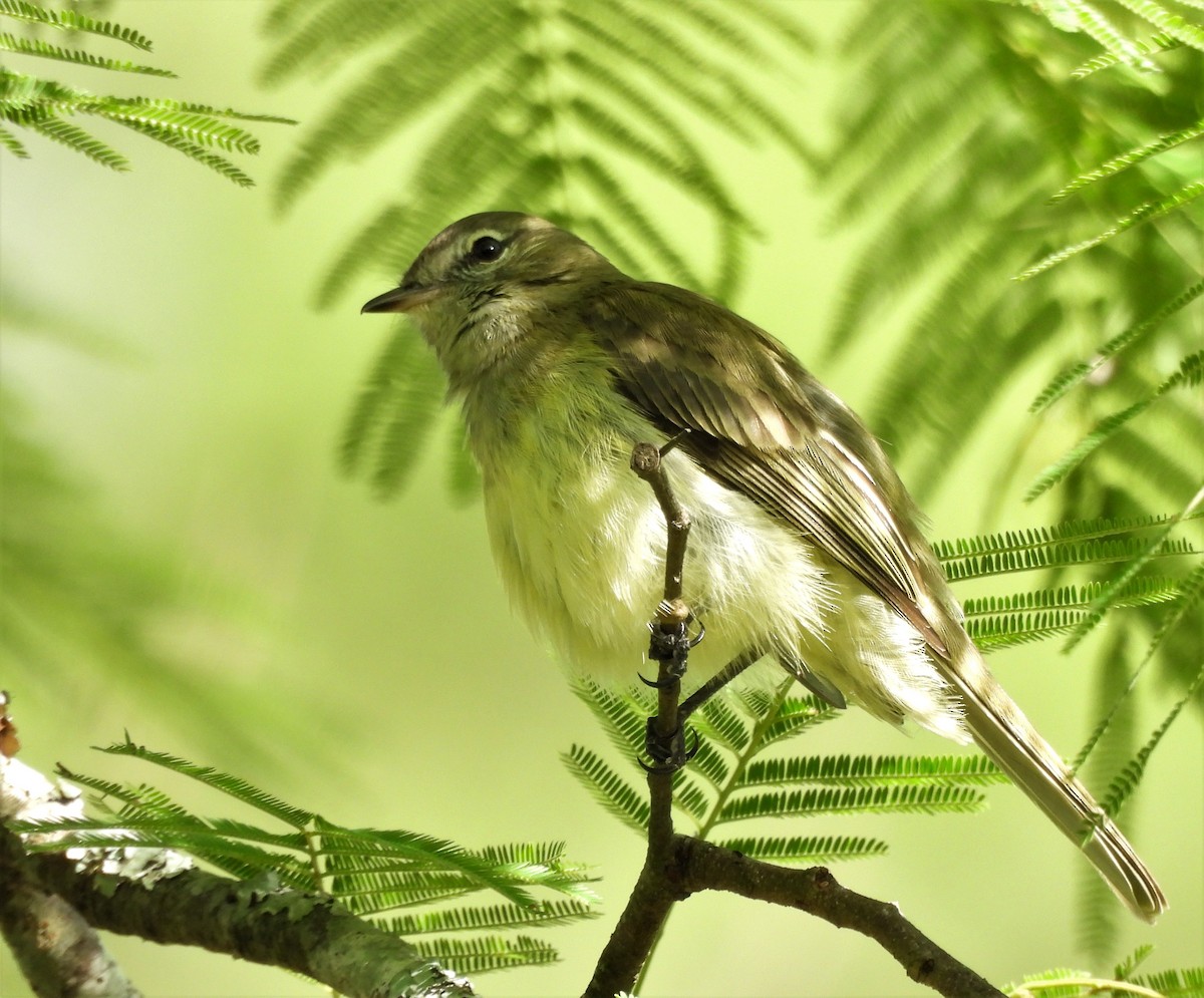 Greenish Elaenia - ML645841865