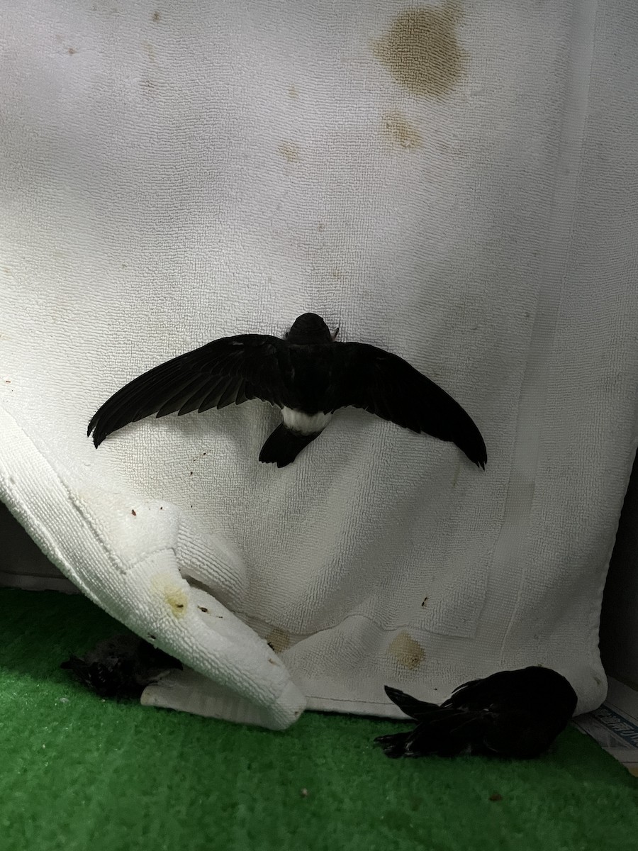 rorýs domácí - ML645841873