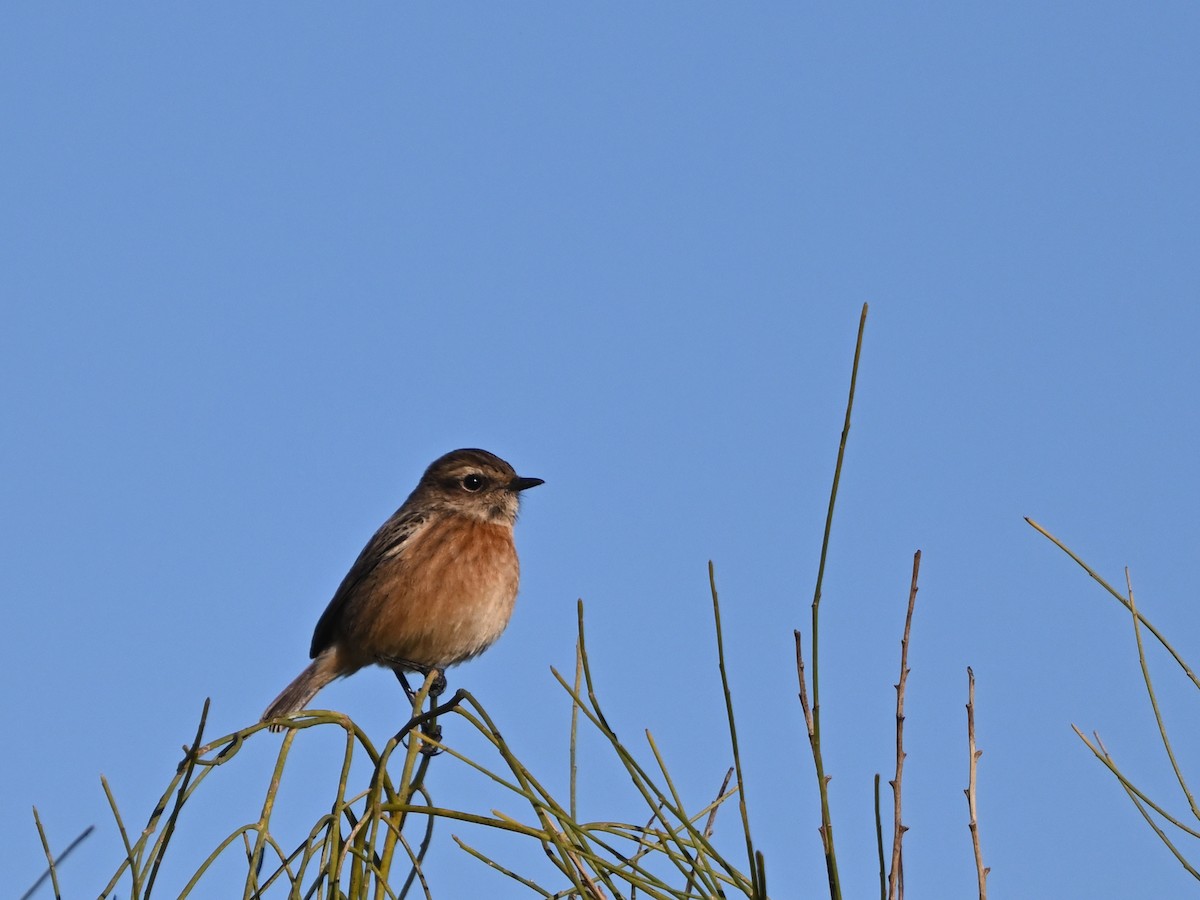 European Stonechat - ML645841877