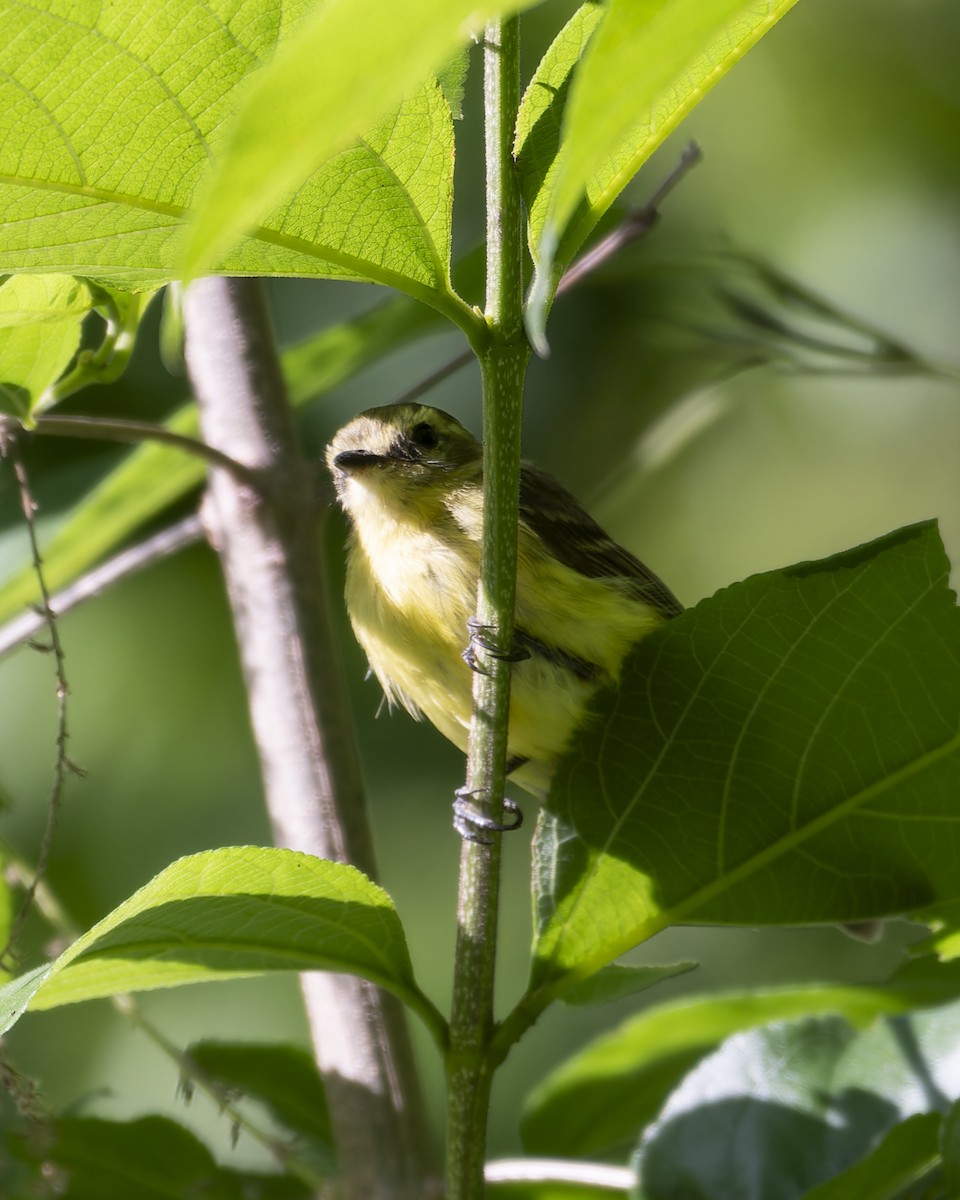 Yellow Tyrannulet - ML645841879