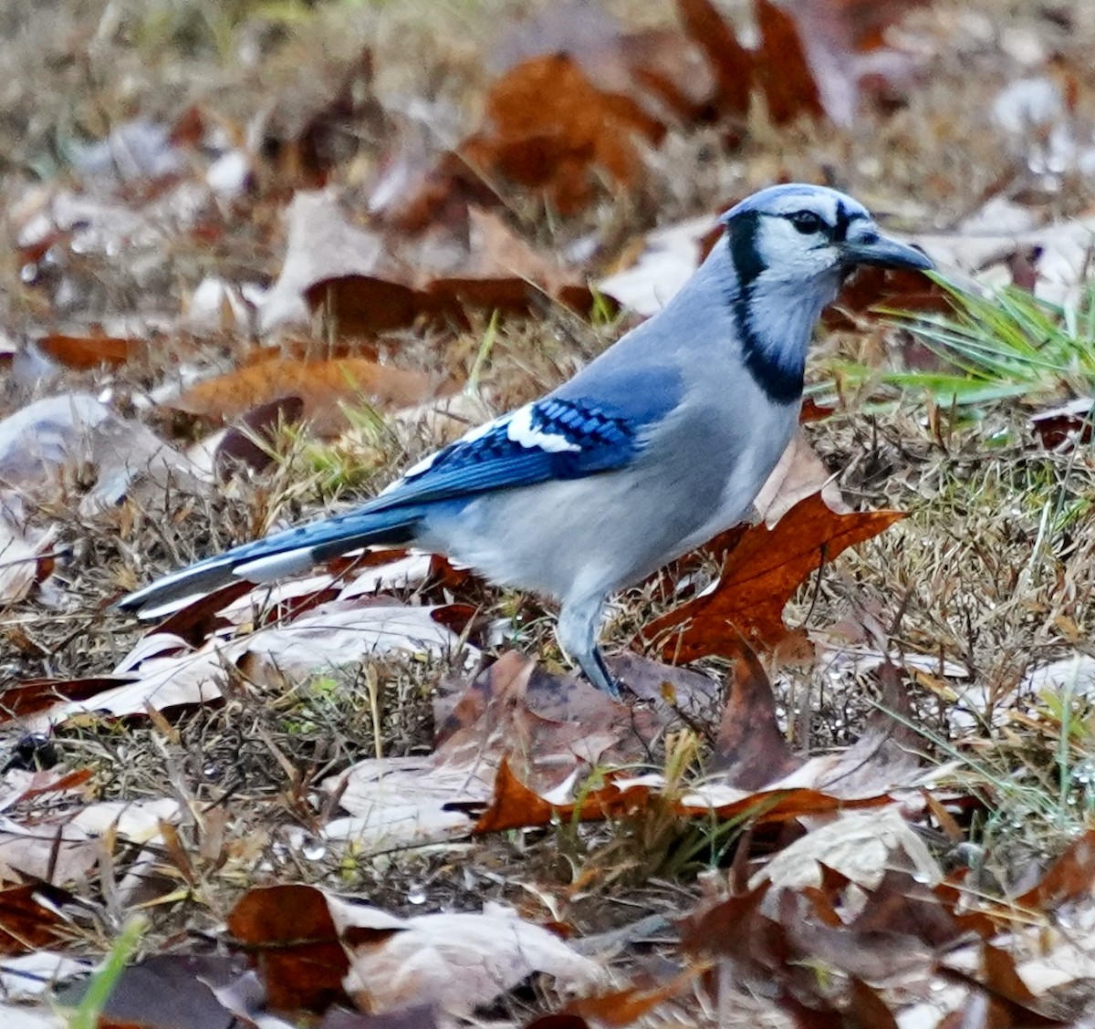 Blue Jay - ML645841880