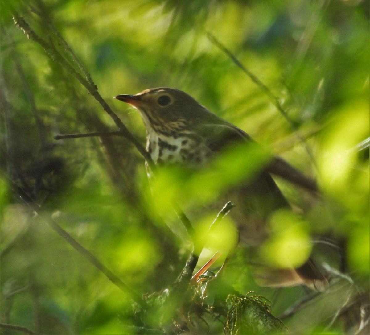 drozd západní [skupina swainsoni] - ML645841881