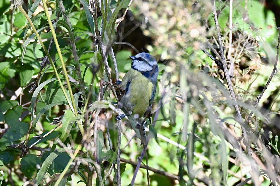 Eurasian Blue Tit - ML645841884