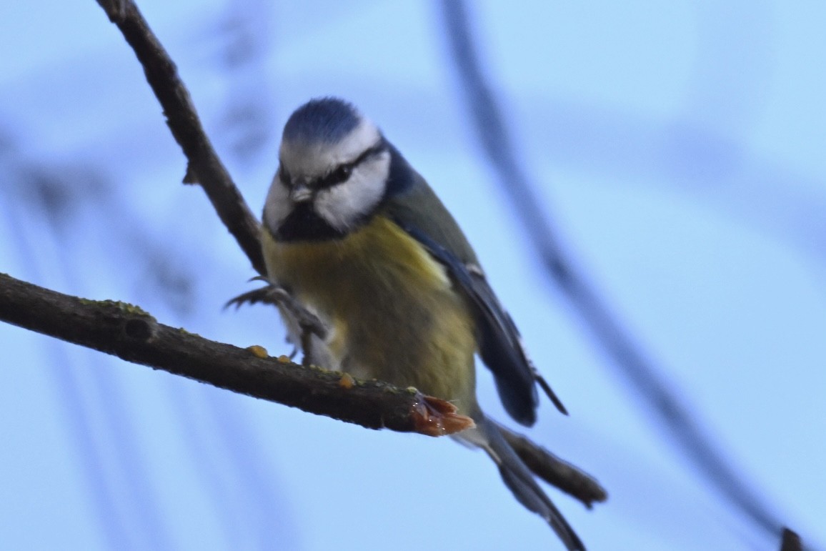 Eurasian Blue Tit - ML645841885