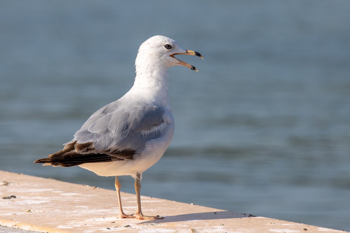 Ring-billed Gull - ML645841887