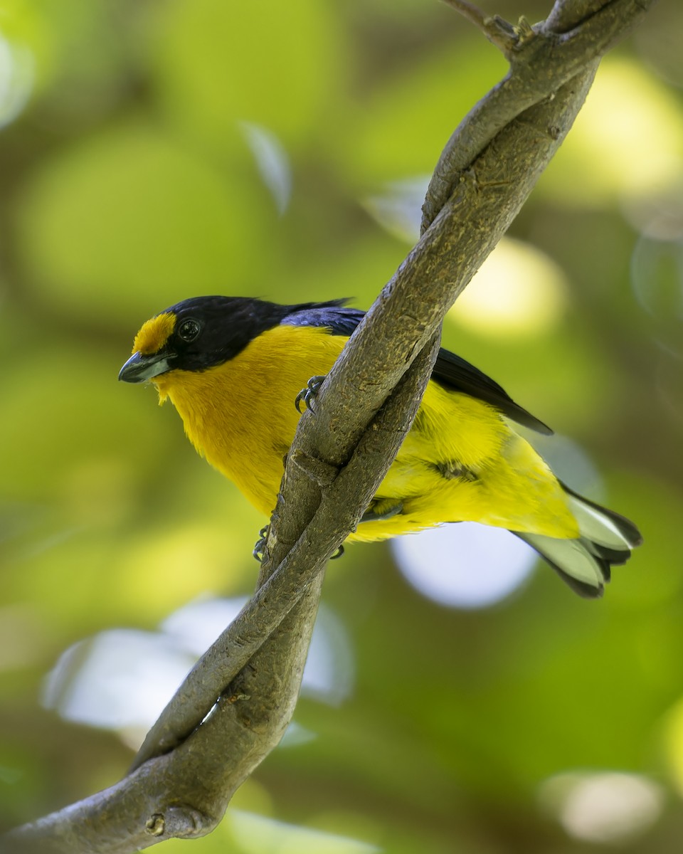 libohlásek fialový - ML645841888