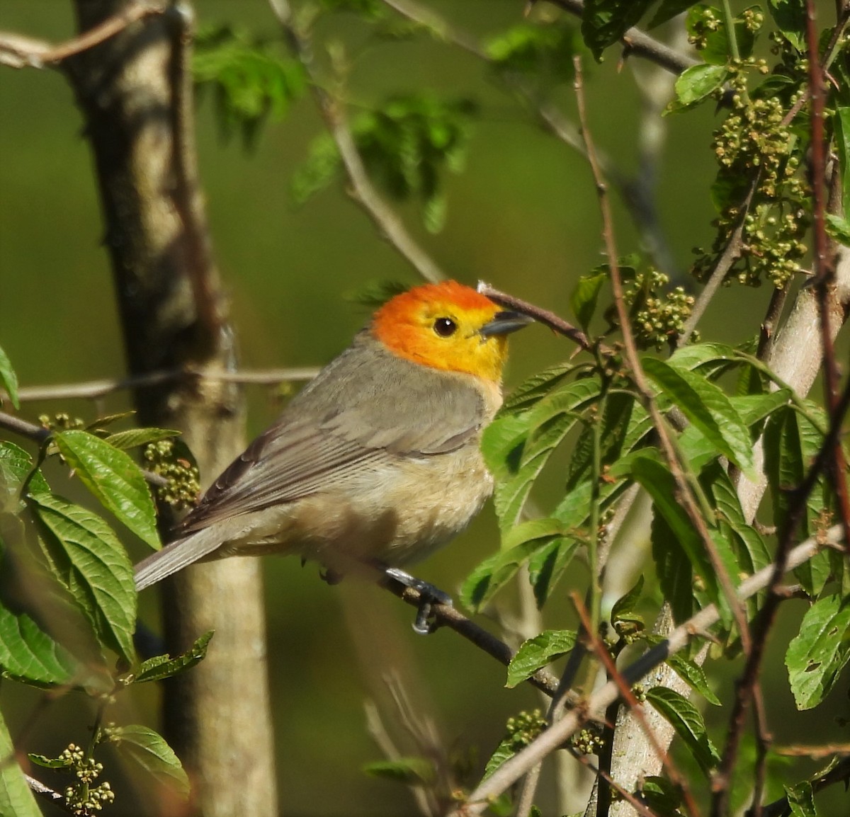 Orange-headed Tanager - ML645841889