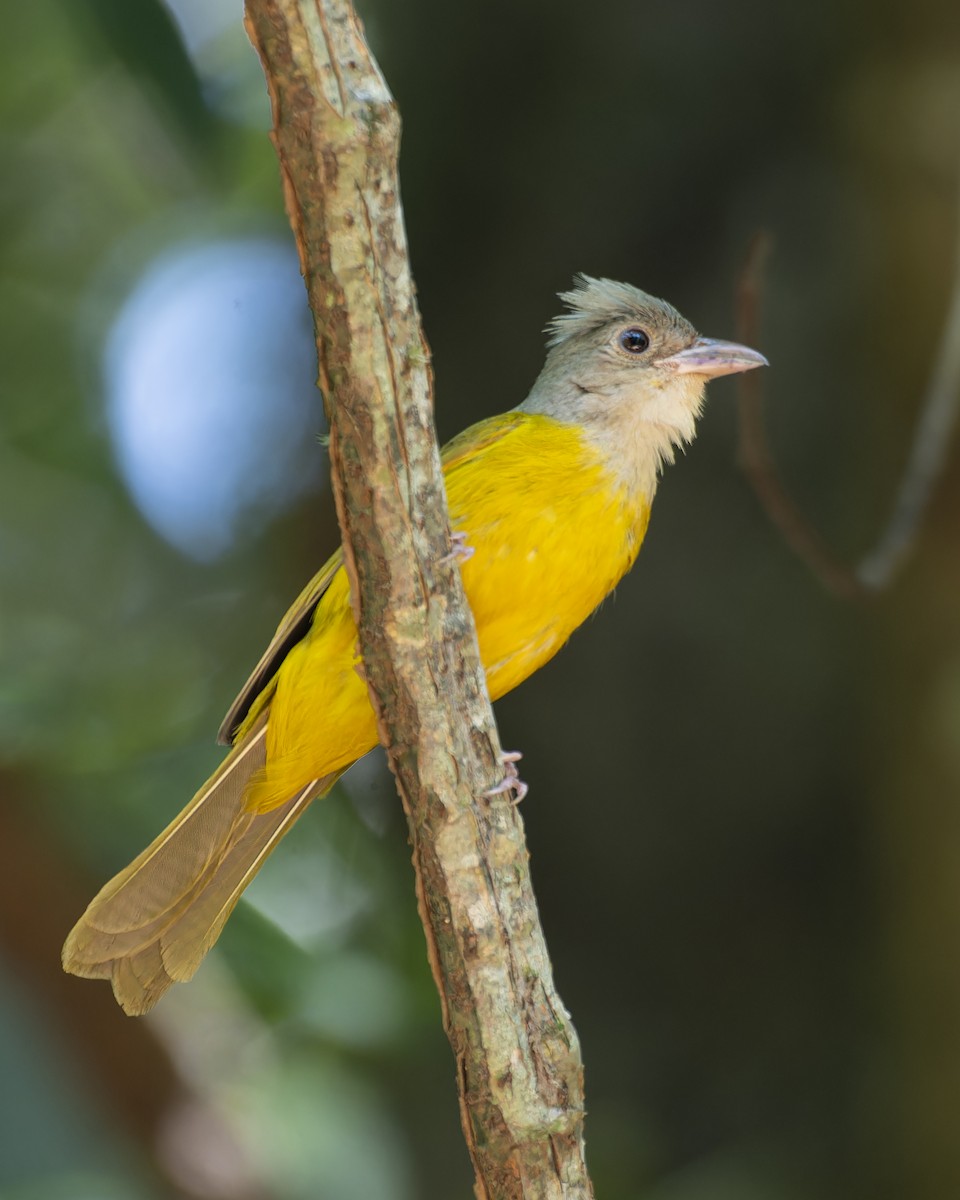 Gray-headed Tanager - ML645841893
