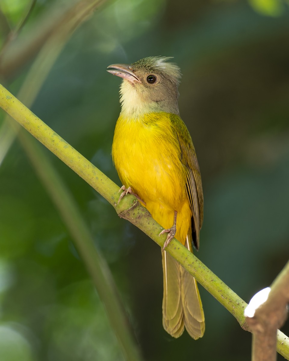 Gray-headed Tanager - ML645841894