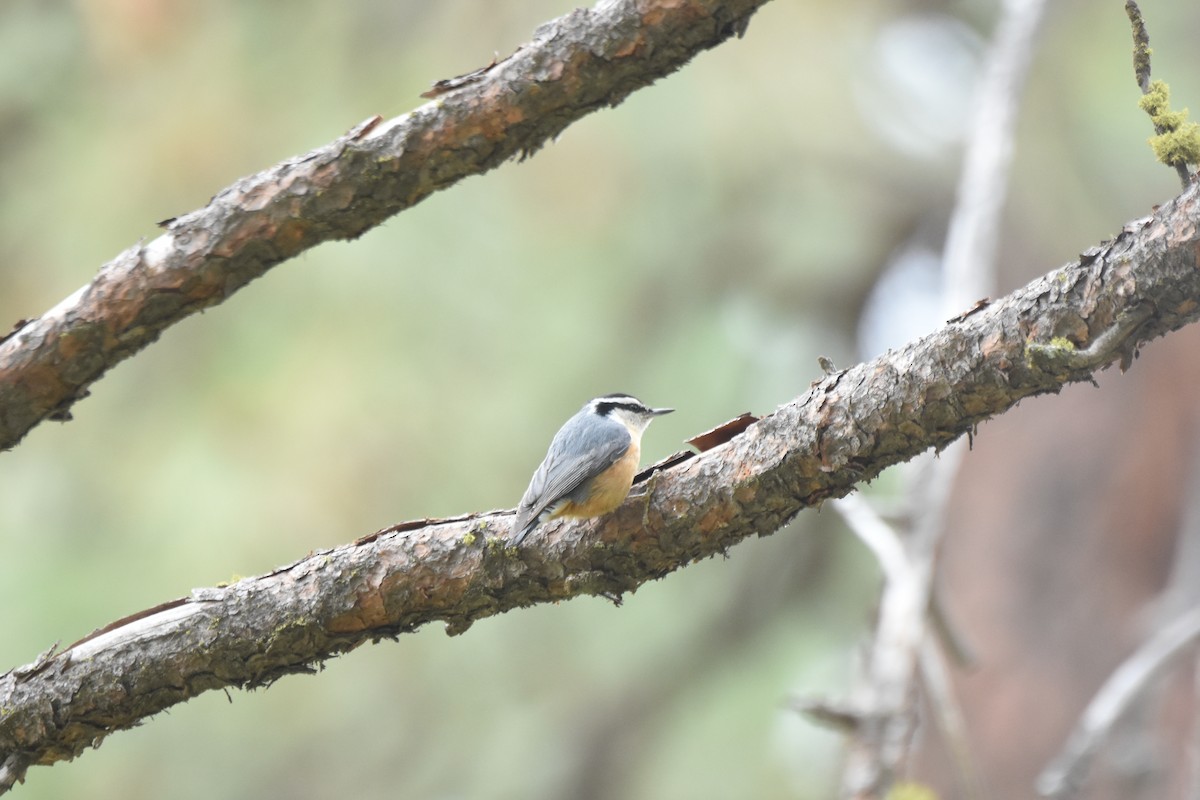 Red-breasted Nuthatch - ML645841896