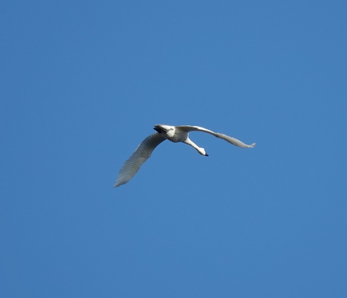 swan sp. - ML645841903