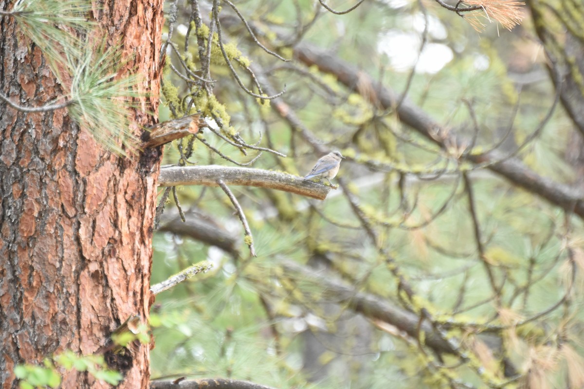 Western Bluebird - ML645841904