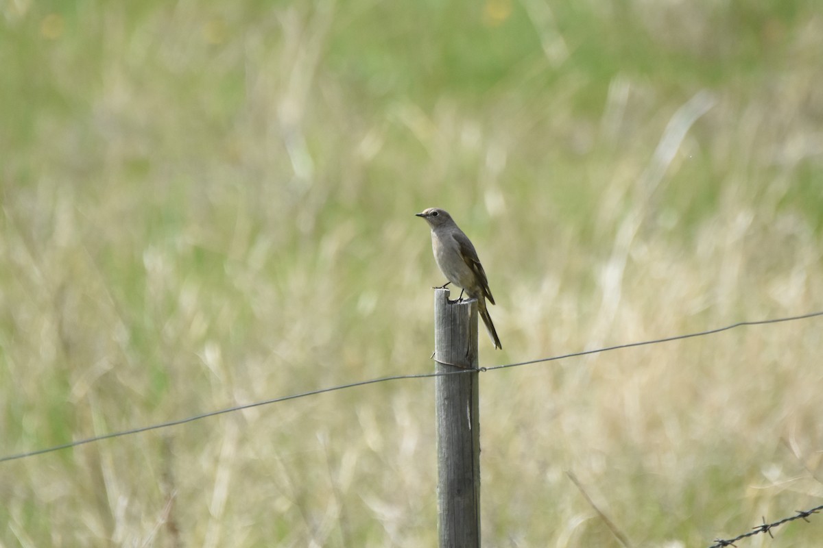 Townsend's Solitaire - ML645841909