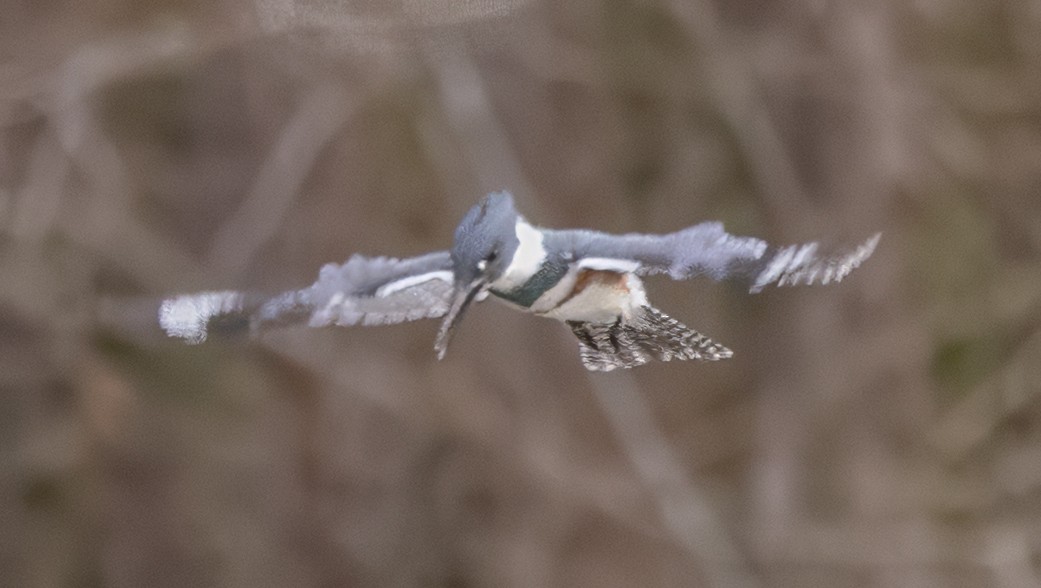 Belted Kingfisher - ML645841910