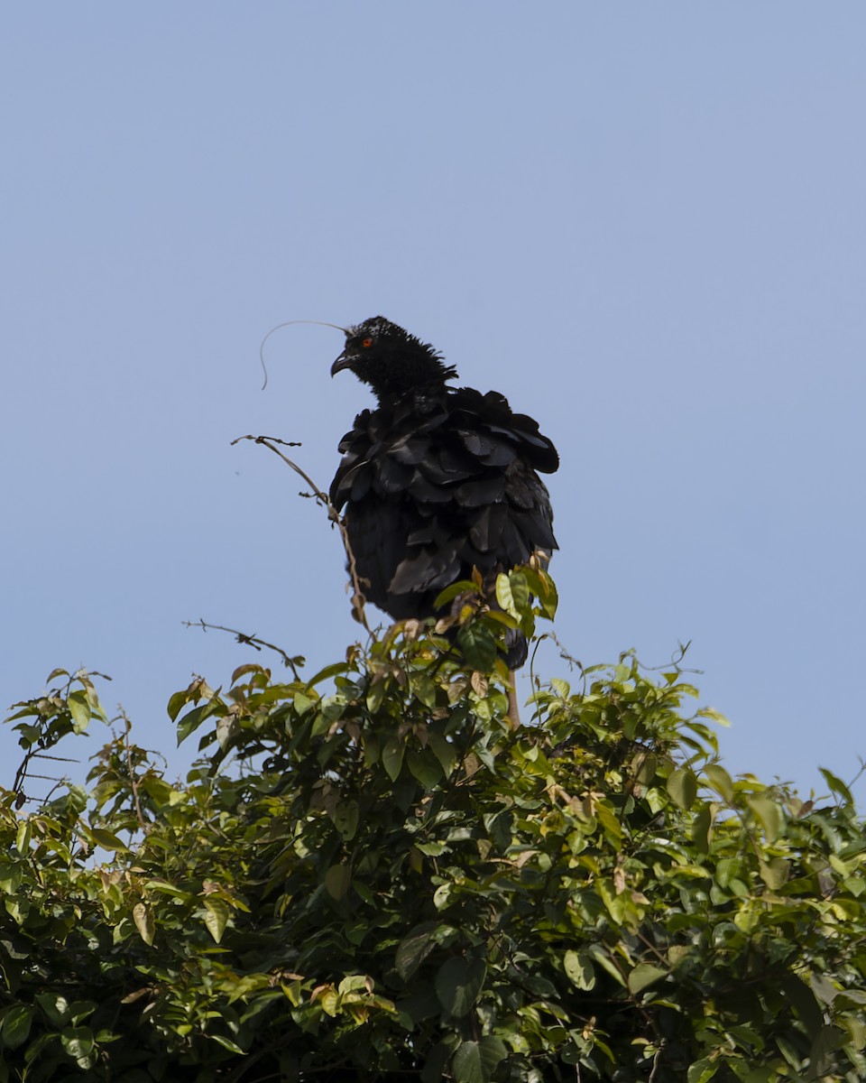 Horned Screamer - ML645841911