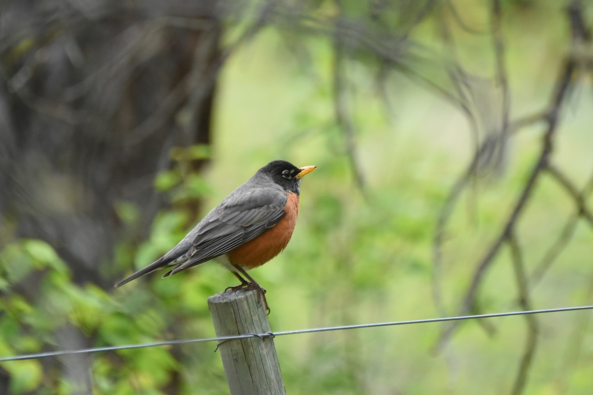 American Robin - ML645841912