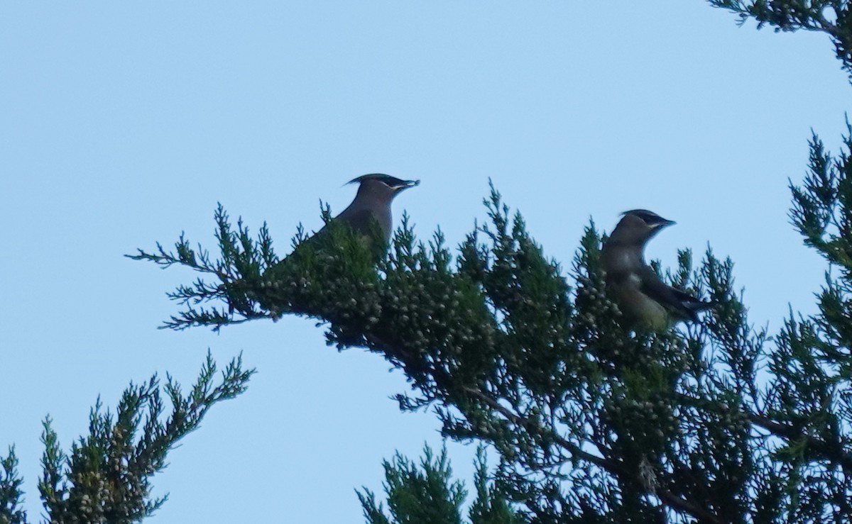 Cedar Waxwing - ML645841913