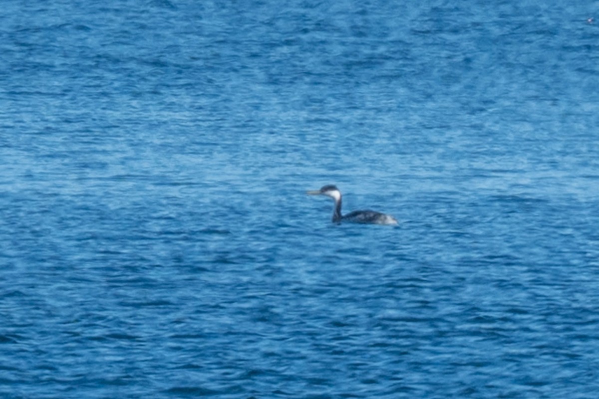 Western Grebe - ML645841914