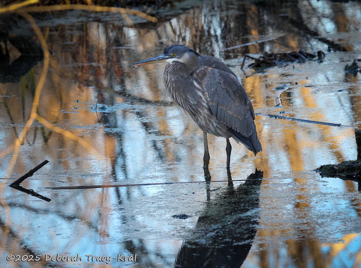 Great Blue Heron - ML645841915