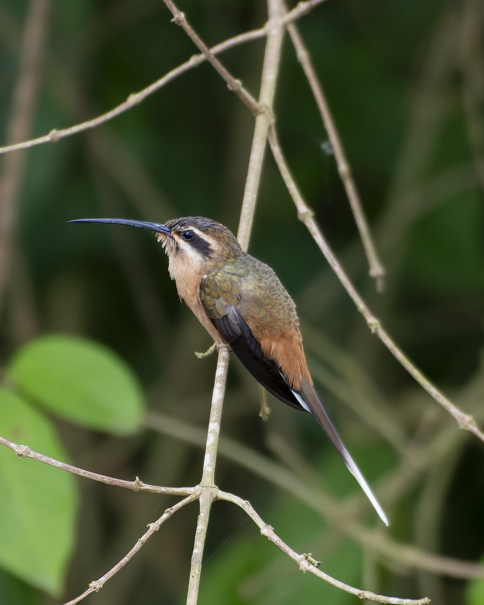 kolibřík Pretreův - ML645841916