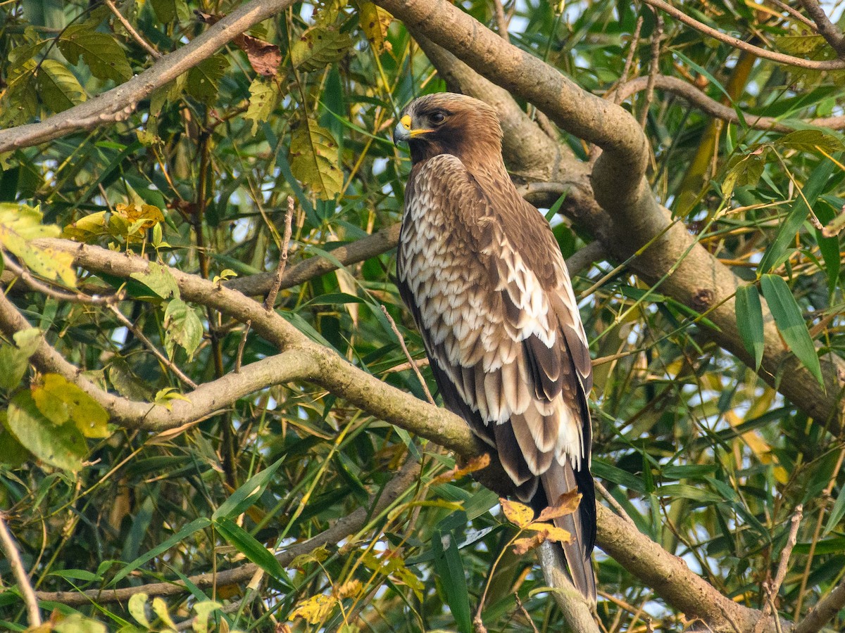 Aquila minore - ML645841919