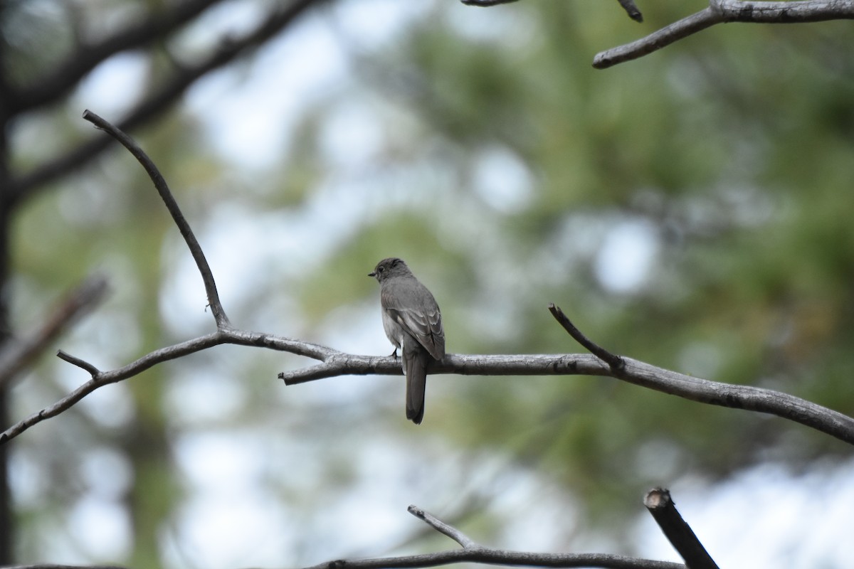 Townsend's Solitaire - ML645841920