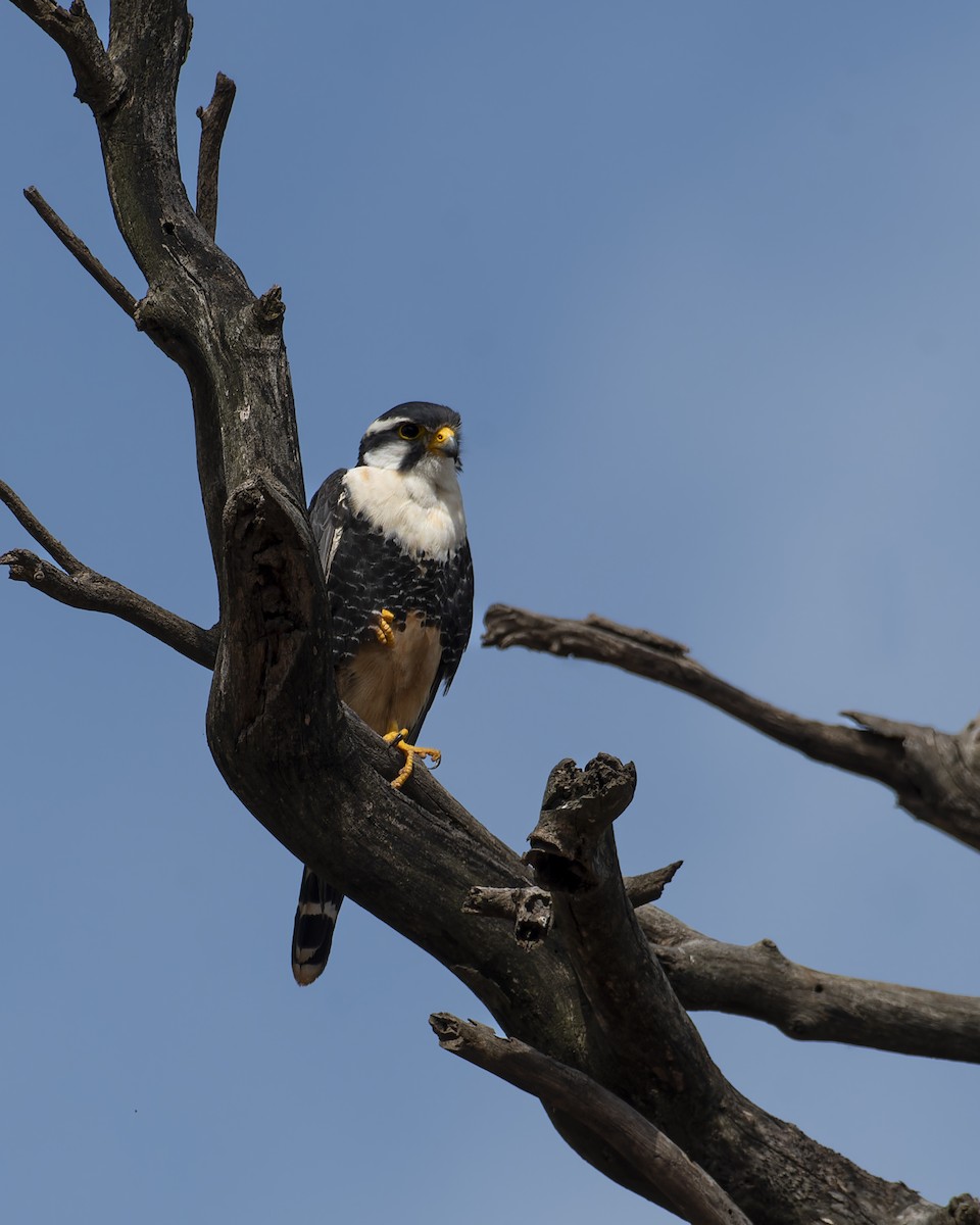 ostříž aplomado - ML645841921