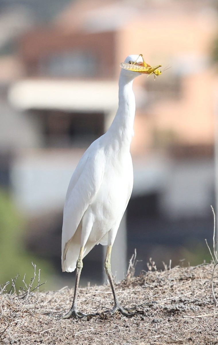 volavka rusohlavá - ML645841925