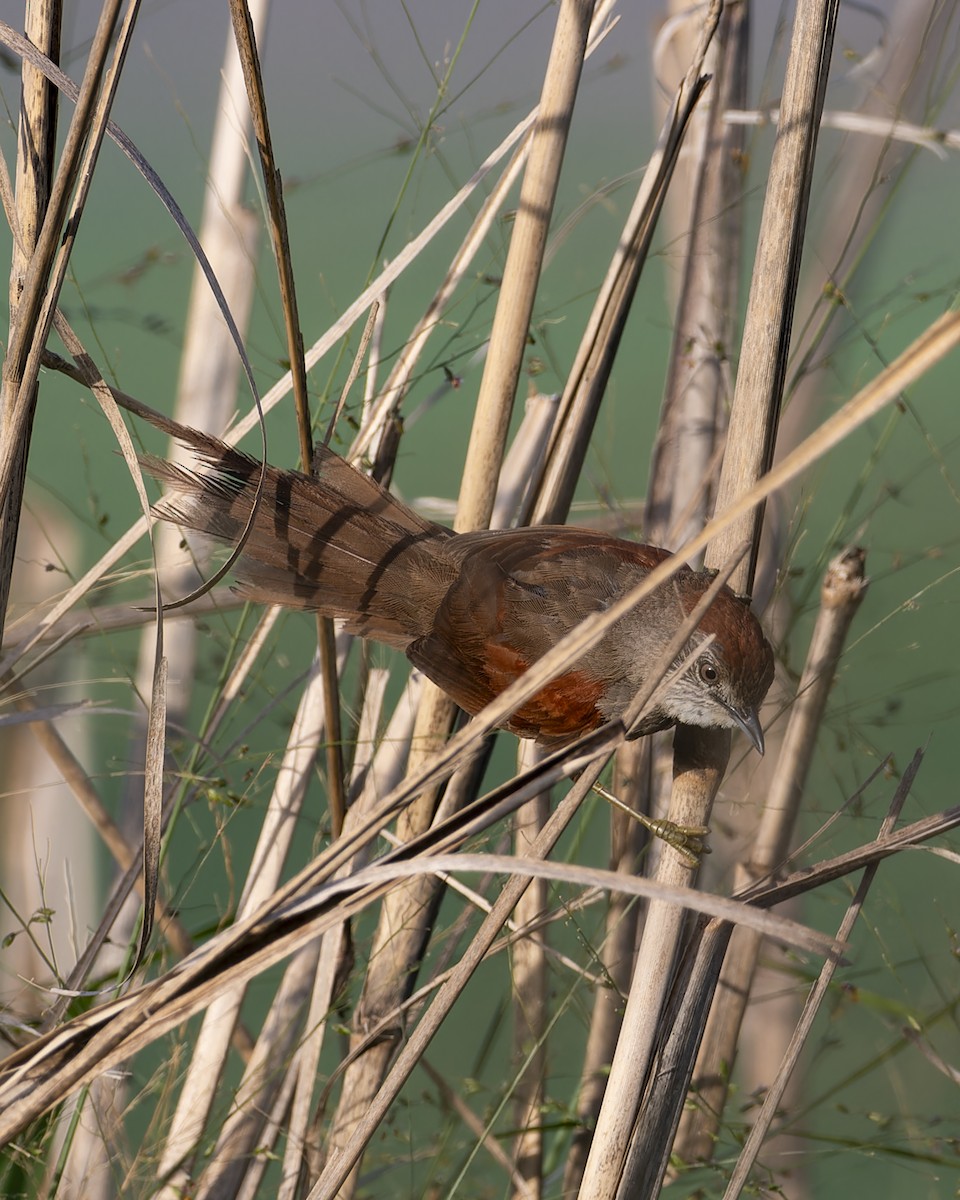 Pale-breasted Spinetail - ML645841926