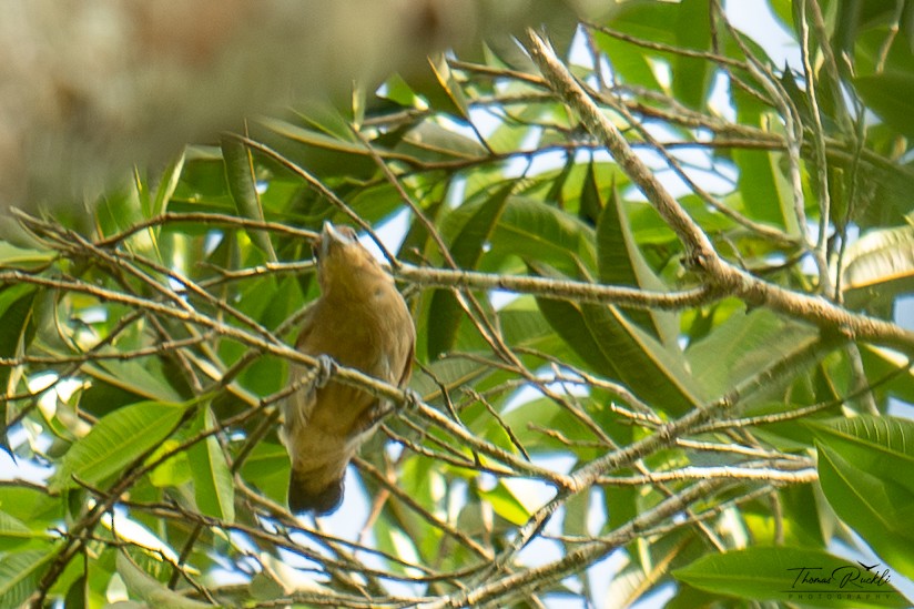 Spot-winged Antshrike - ML645841930