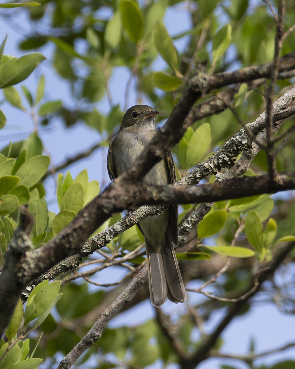 Olivaceous Elaenia - ML645841931