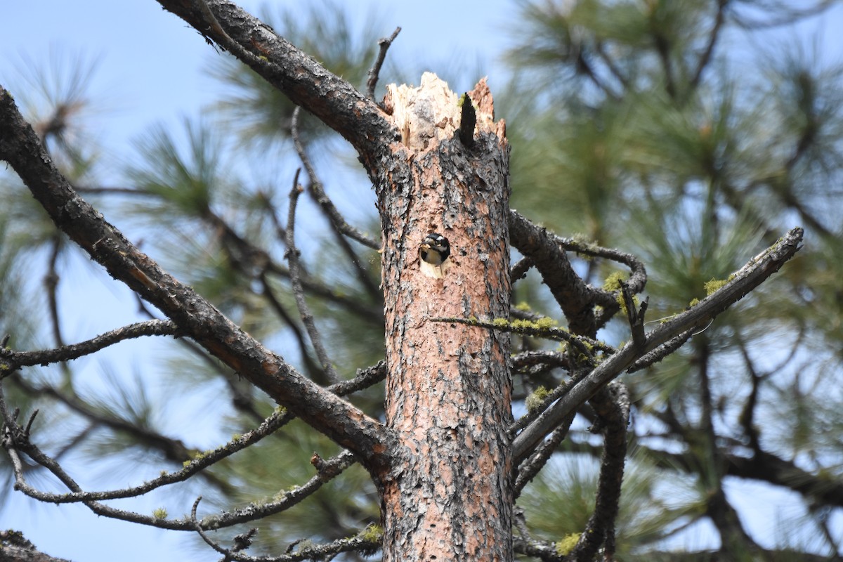 Hairy Woodpecker - ML645841934