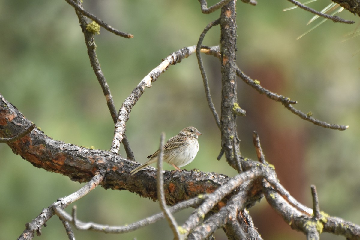 Vesper Sparrow - ML645841945