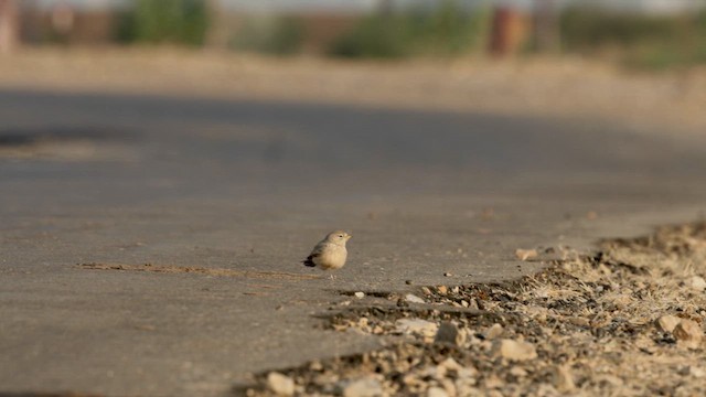 Жайворонок пустельний - ML645841952