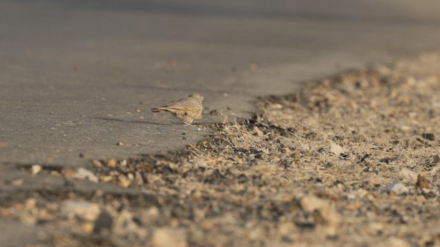 Жайворонок пустельний - ML645841953