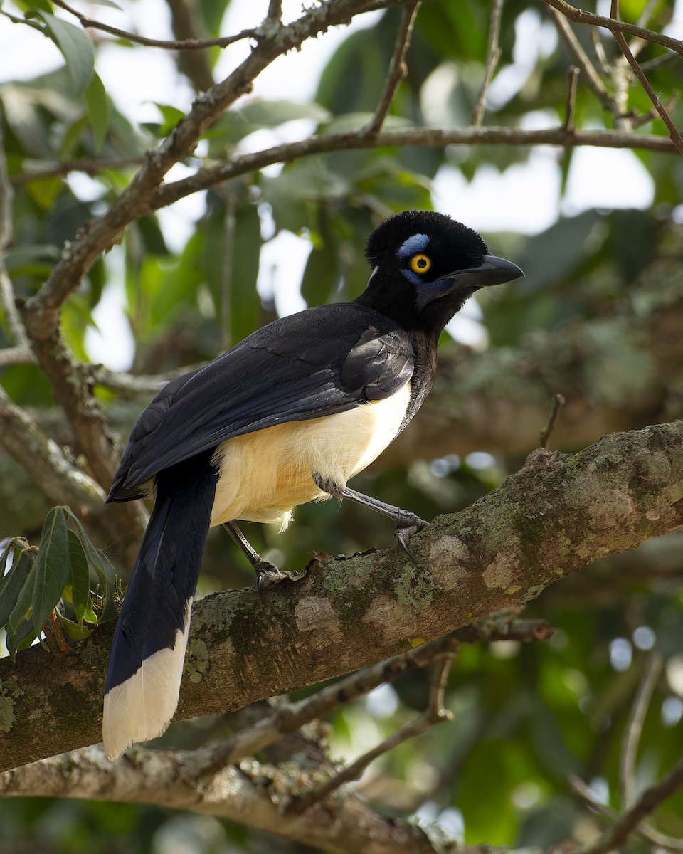 sojka chocholkatá - ML645841954