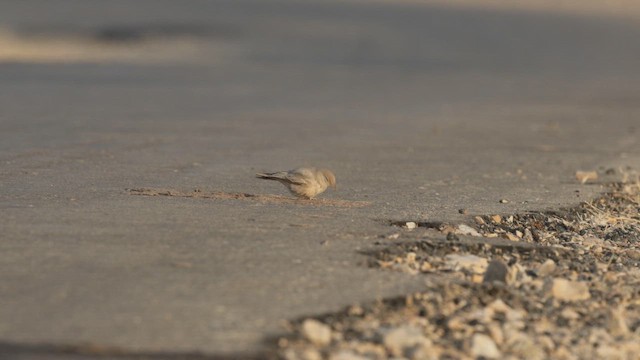 Жайворонок пустельний - ML645841955