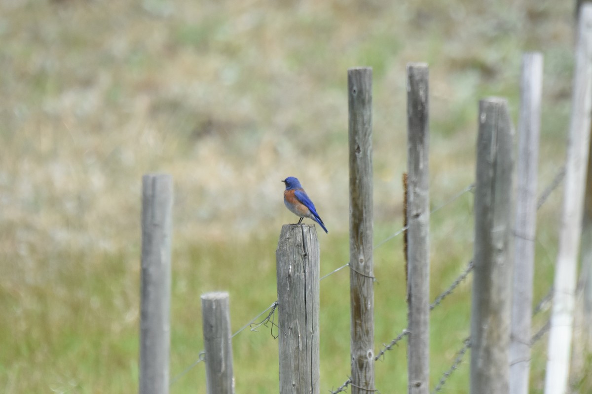 Western Bluebird - ML645841959