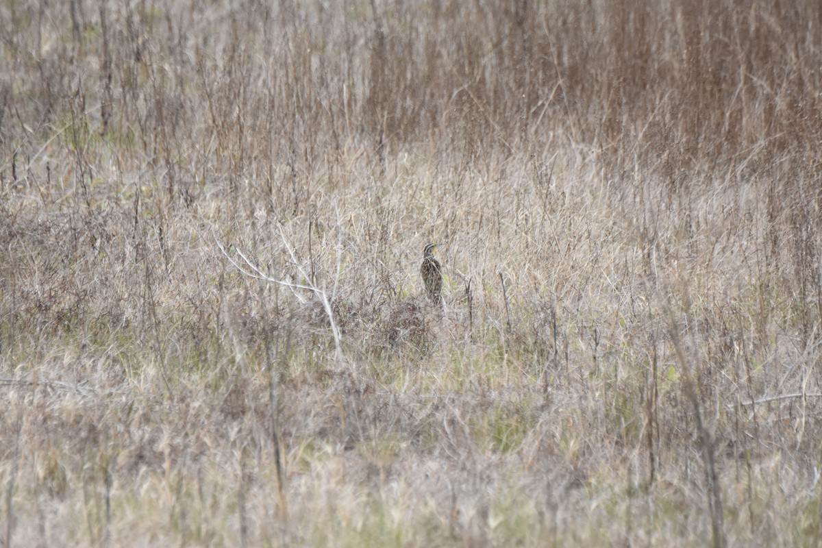 Western Meadowlark - ML645841966