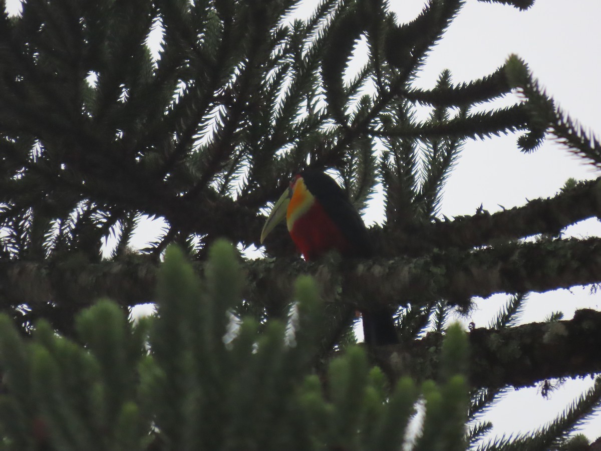 Red-breasted Toucan - ML645841968