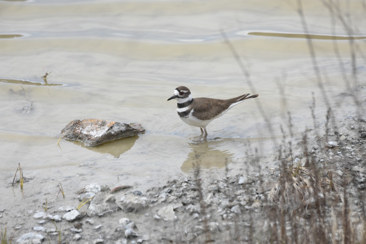 Killdeer - ML645841969