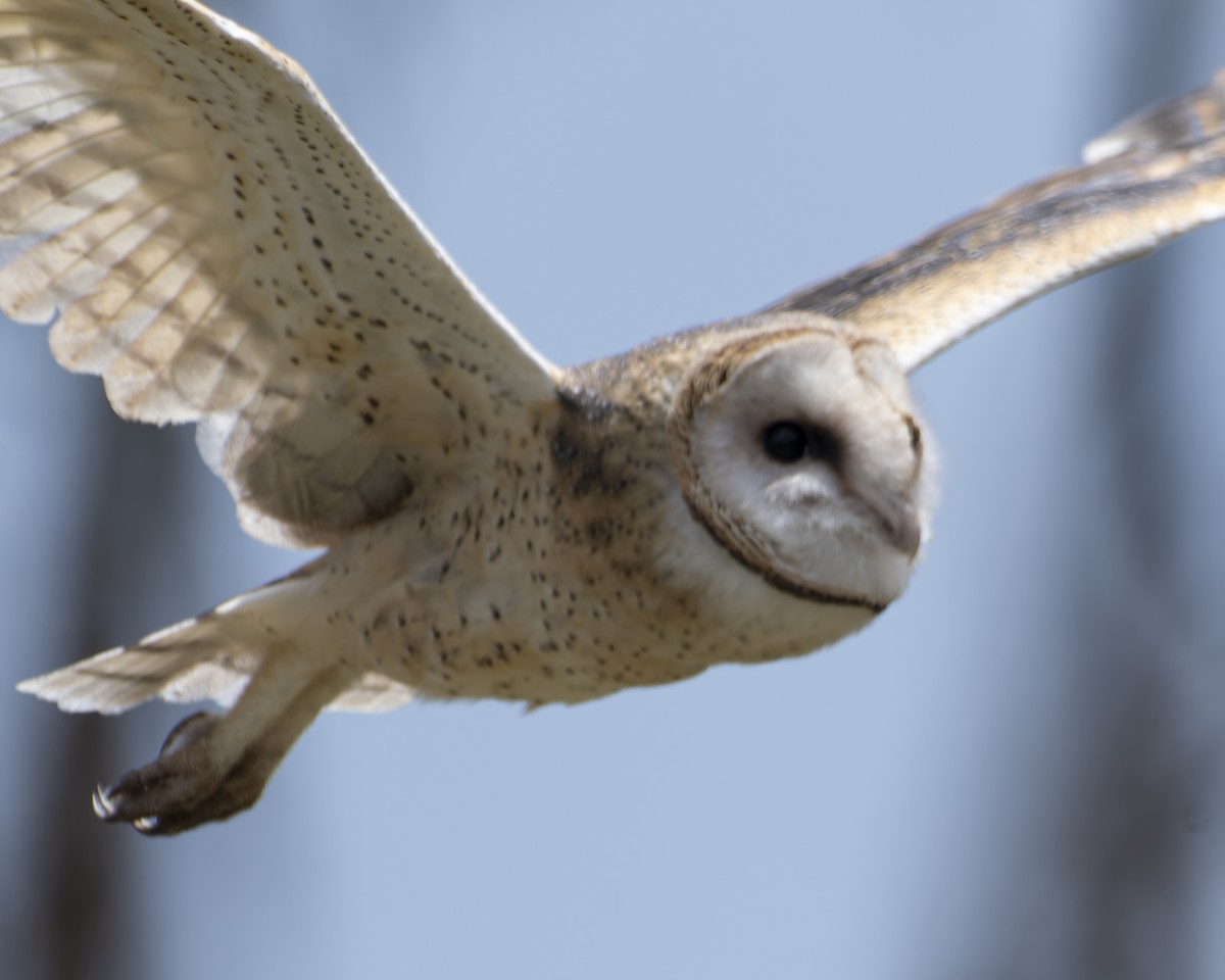 sova americká - ML645841970