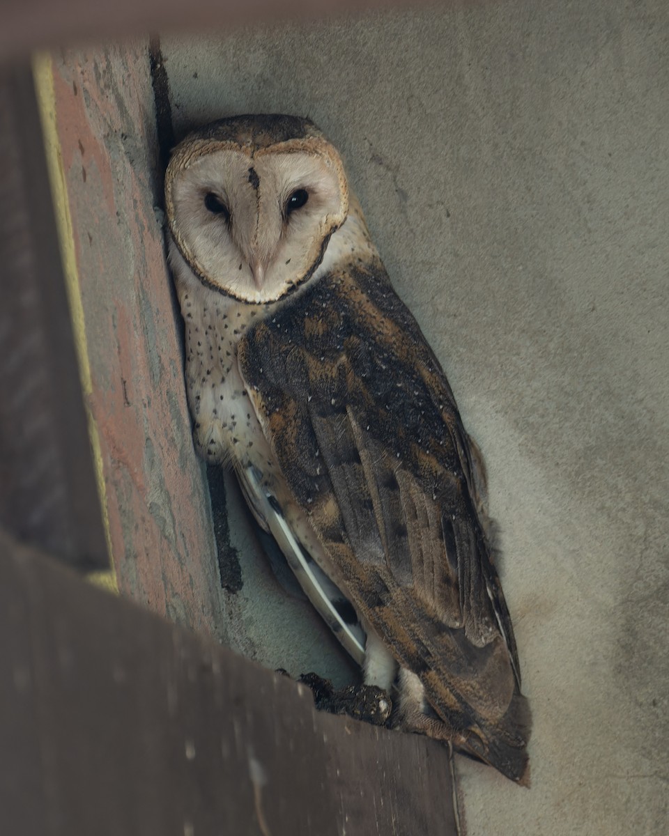 sova americká - ML645841971