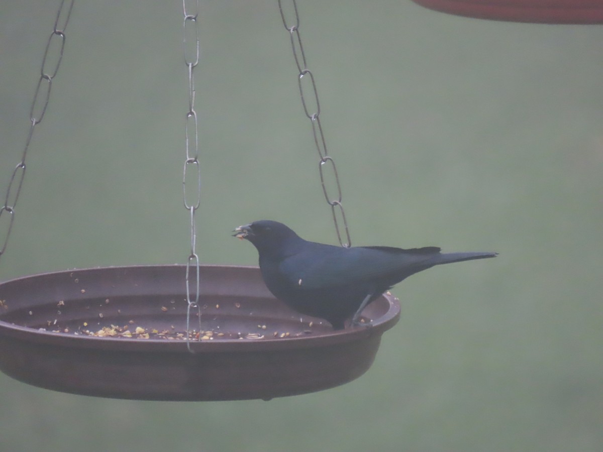 Shiny Cowbird - ML645841979