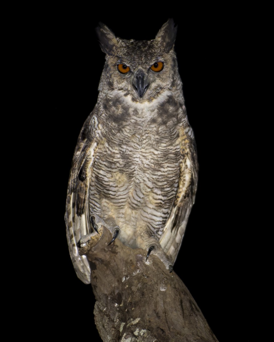 výr virginský - ML645841980