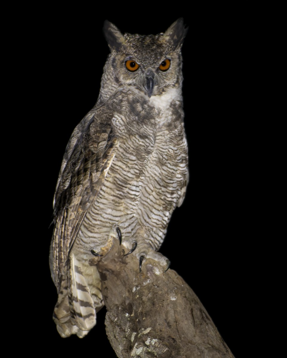 výr virginský - ML645841981