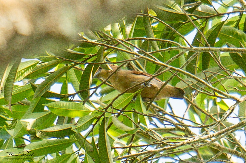 Spot-winged Antshrike - ML645841984